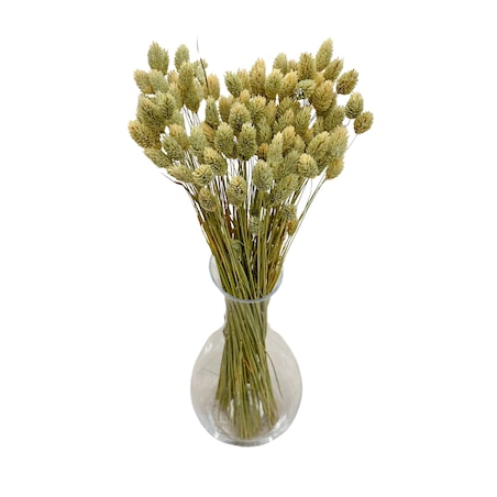 Phalaris Suszony Naturalny