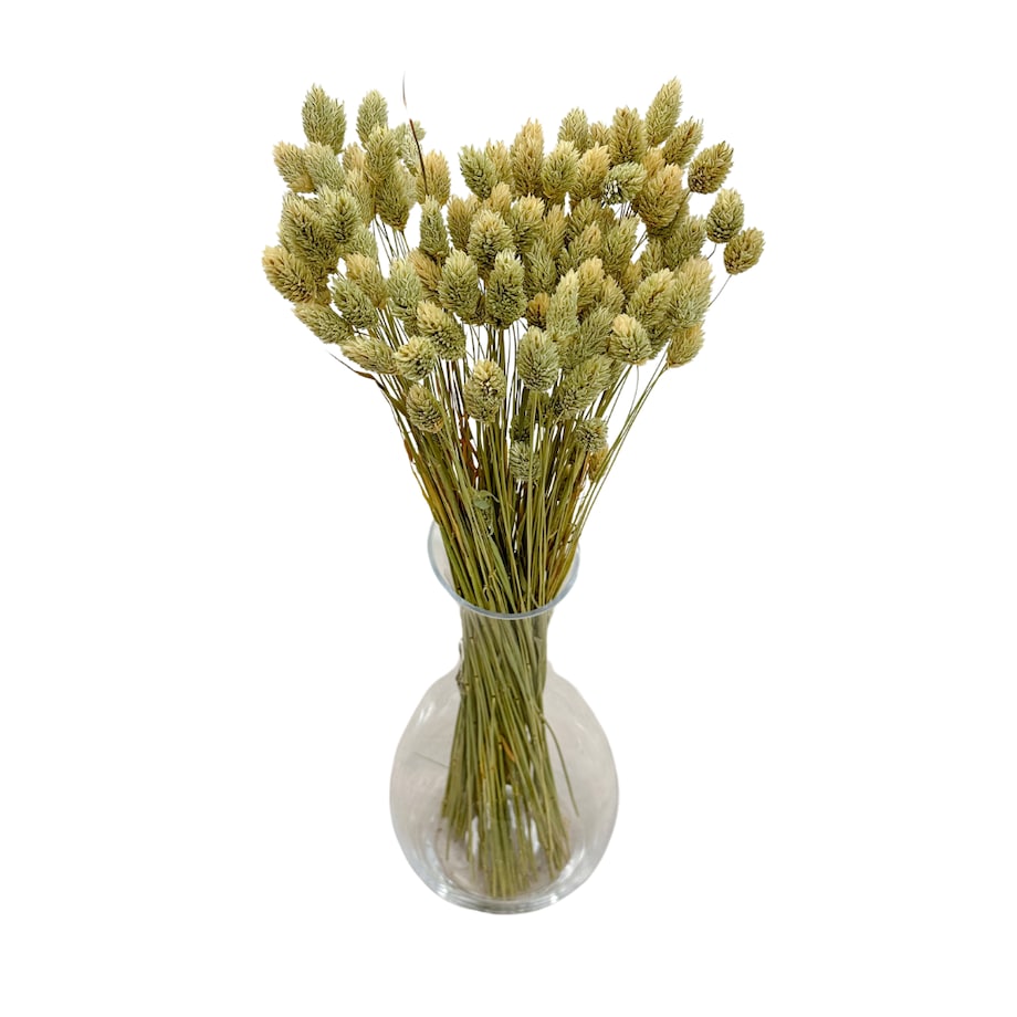 Phalaris Suszony Naturalny