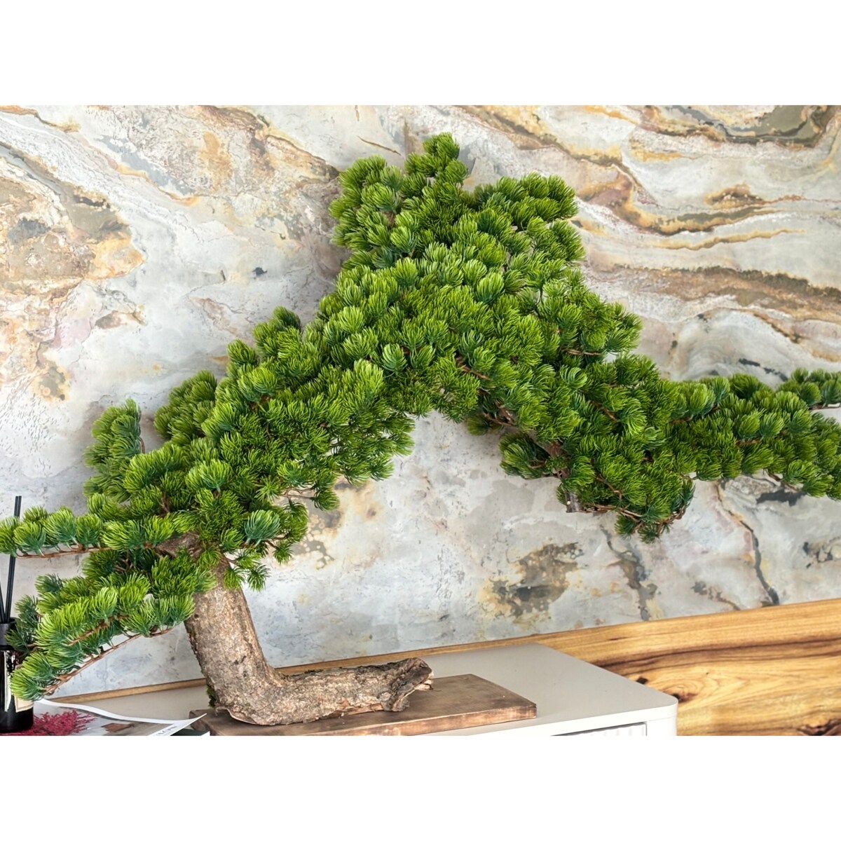 Duże iglaste bonsai na naturalnym pniu 130 cm długości i 70 cm wysokości