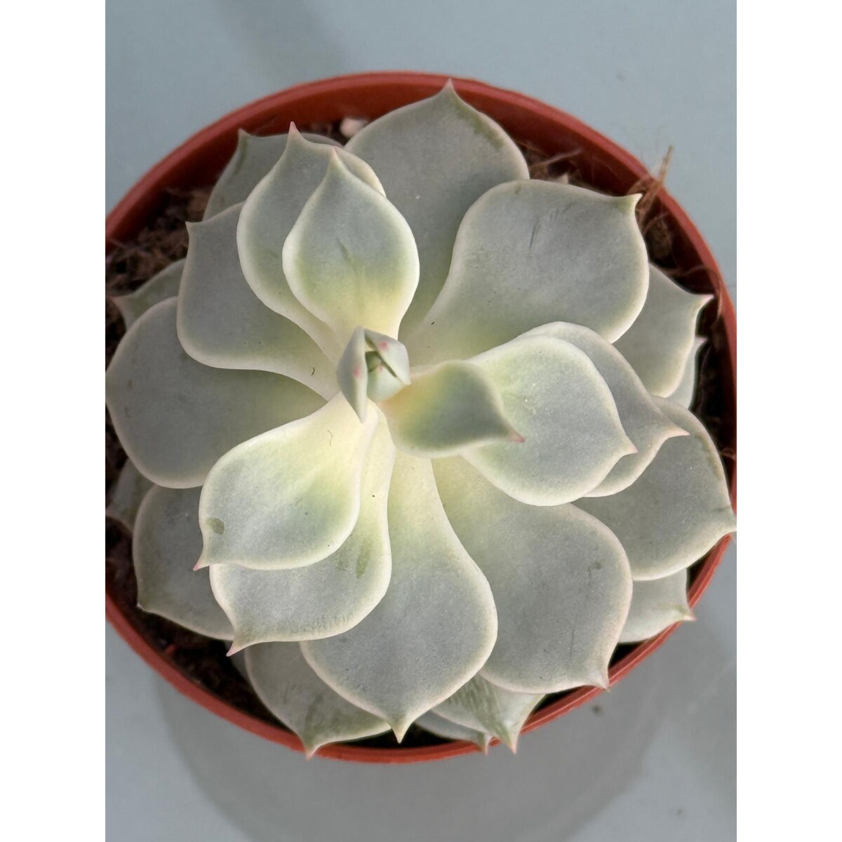 Echeveria doniczka 8,5cm wysokość 10cm