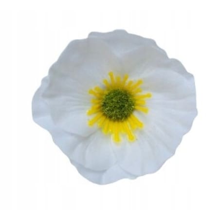 KWIATY MYDLANE biały okrągły główka do stroika bukietu box prezent upominek