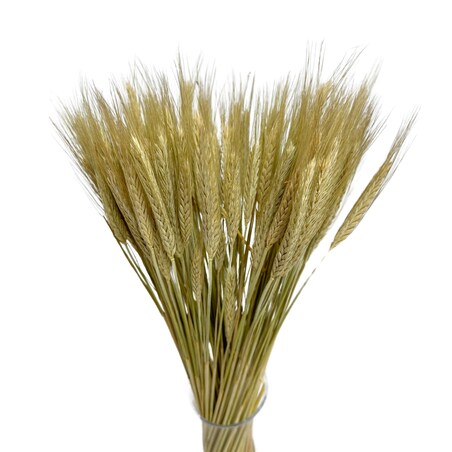 Suszone Pszenżyto Naturalne