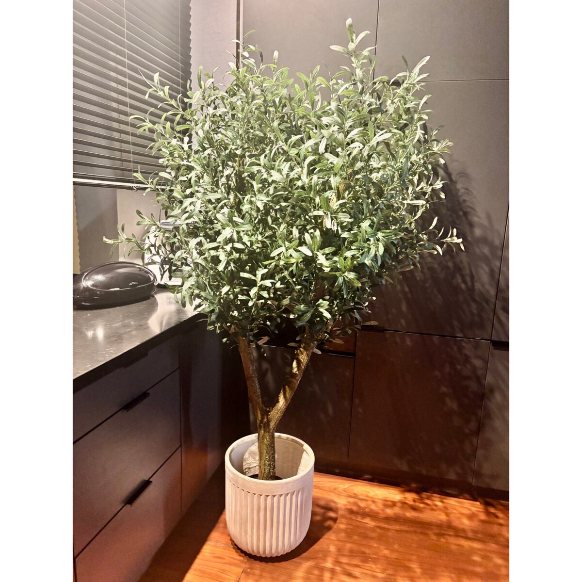 Drzewo oliwka gęsta na naturalnym pniu 170 cm