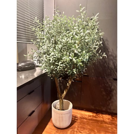 Drzewo oliwka gęsta na naturalnym pniu 170 cm