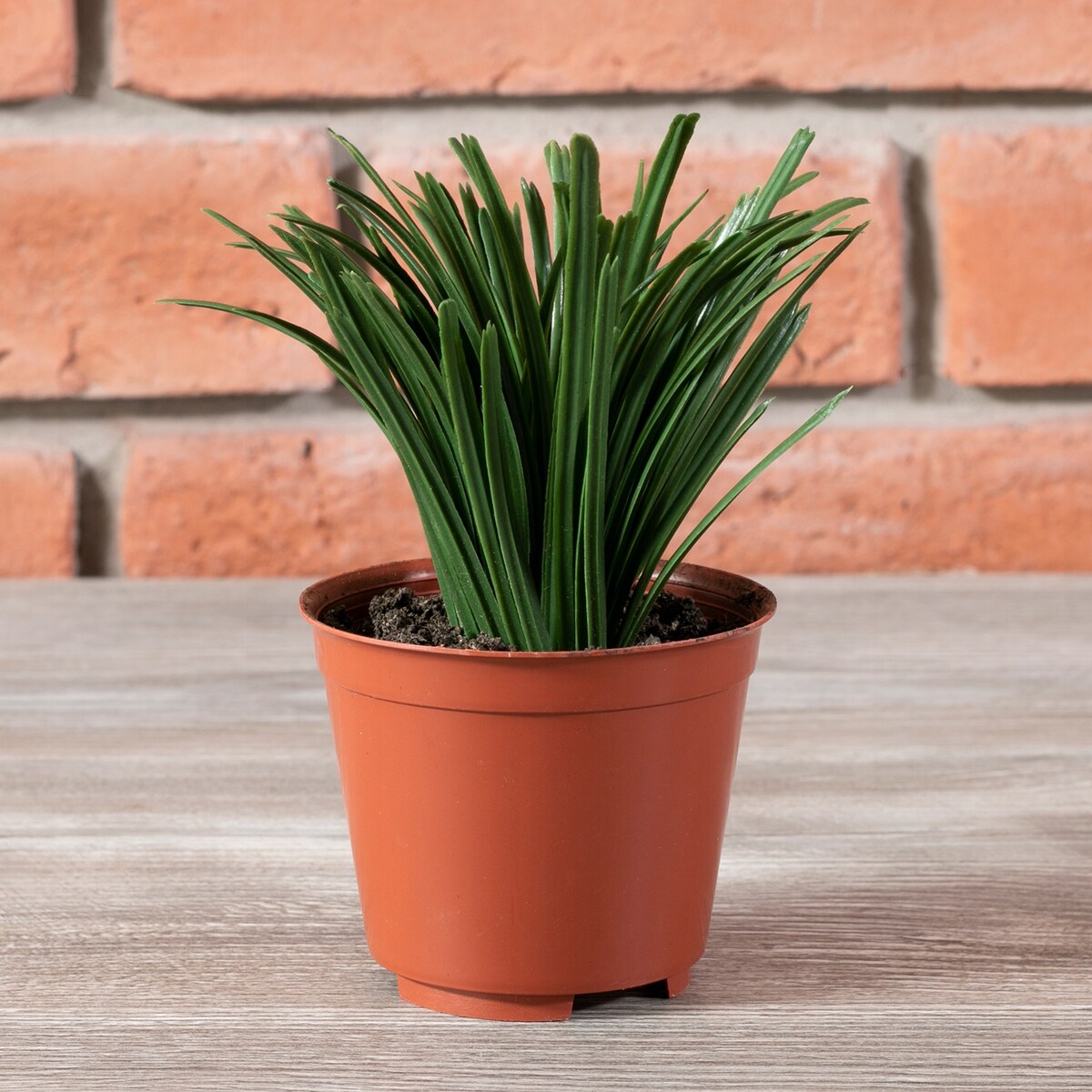 SZTUCZNA TRAWA MONDO w doniczce