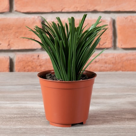 SZTUCZNA TRAWA MONDO w doniczce