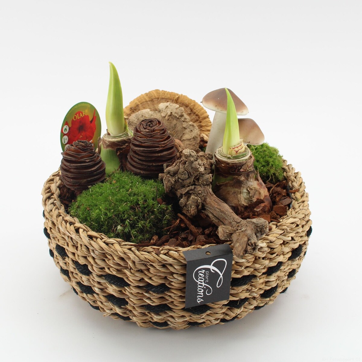 Kompozycja jesienna AMARYLLIS | Doniczka Ø26 cm | Wysokość ok. 25 cm