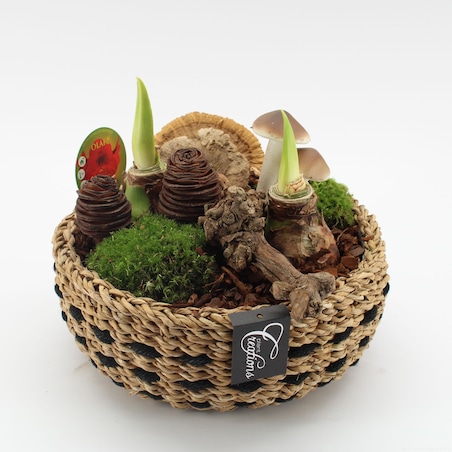 Kompozycja jesienna AMARYLLIS | Doniczka Ø26 cm | Wysokość ok. 25 cm