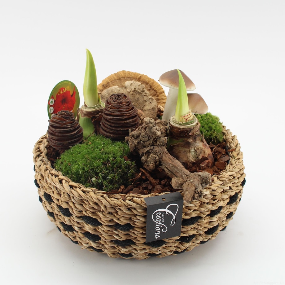 Kompozycja jesienna AMARYLLIS | Doniczka Ø26 cm | Wysokość ok. 25 cm