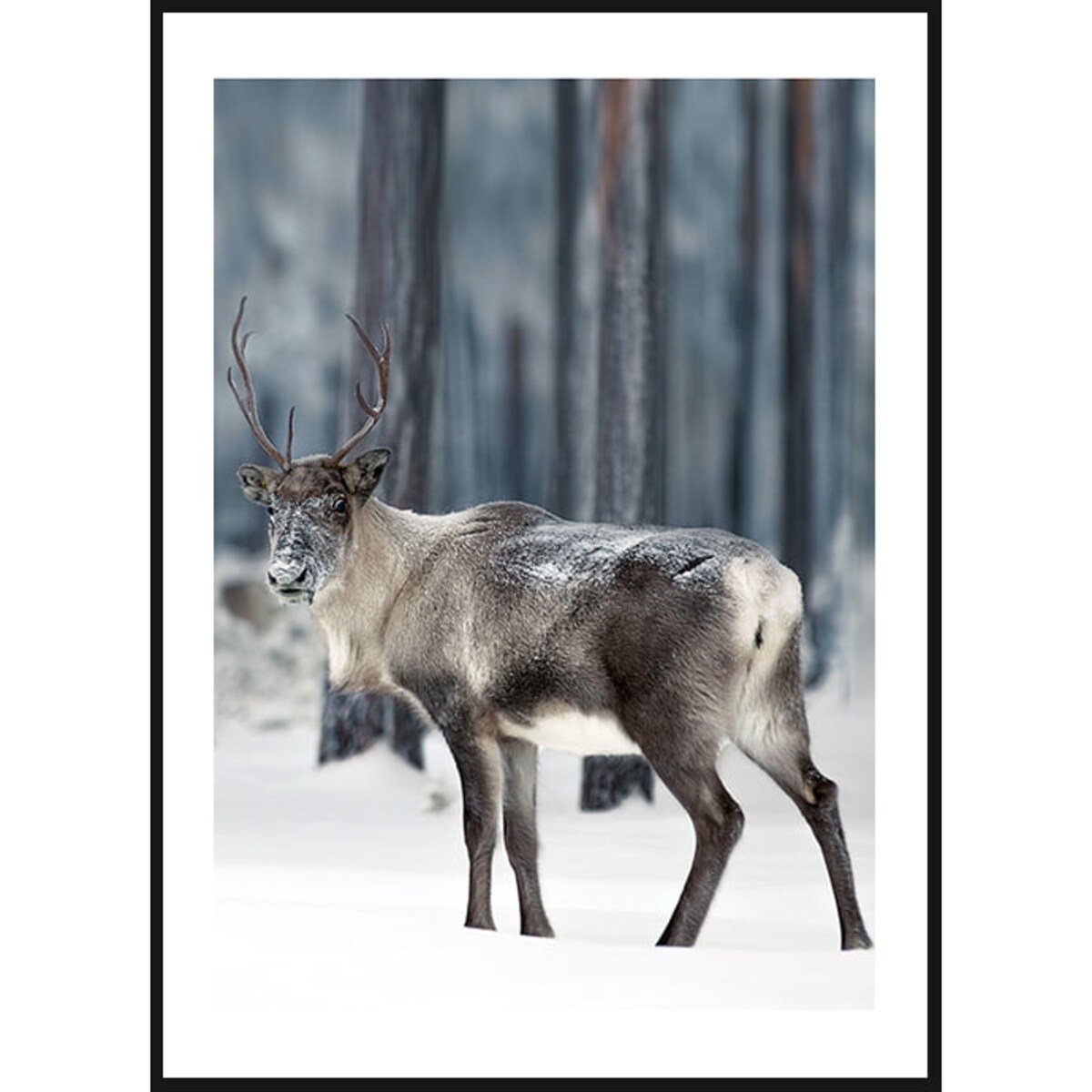 Poster Story, Plakat, Obraz - Zimowy Renifer, wymiary 42 x 60 cm