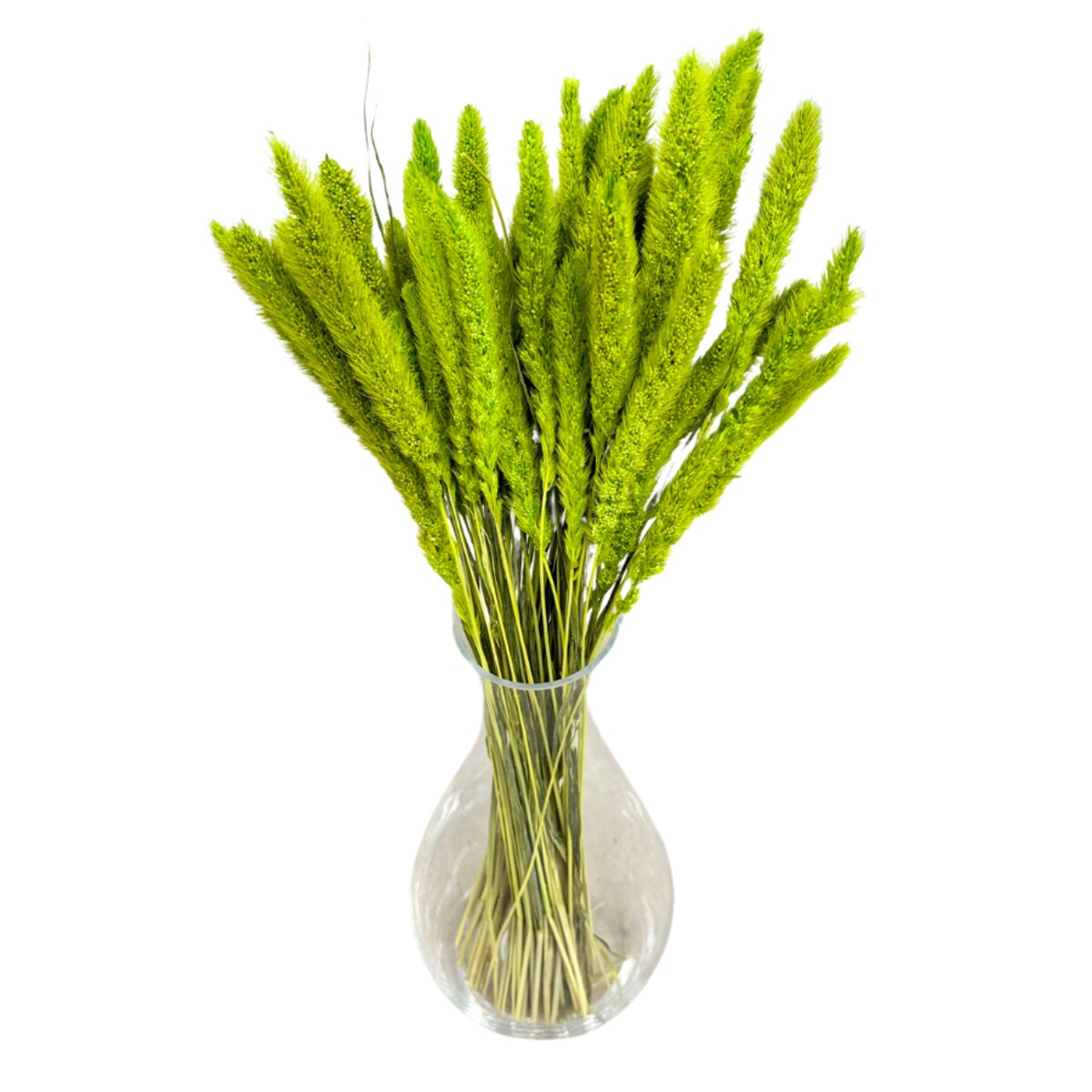 Suszona setaria zielona