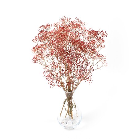 Stabilizowana gipsówka czerwona - bukiet