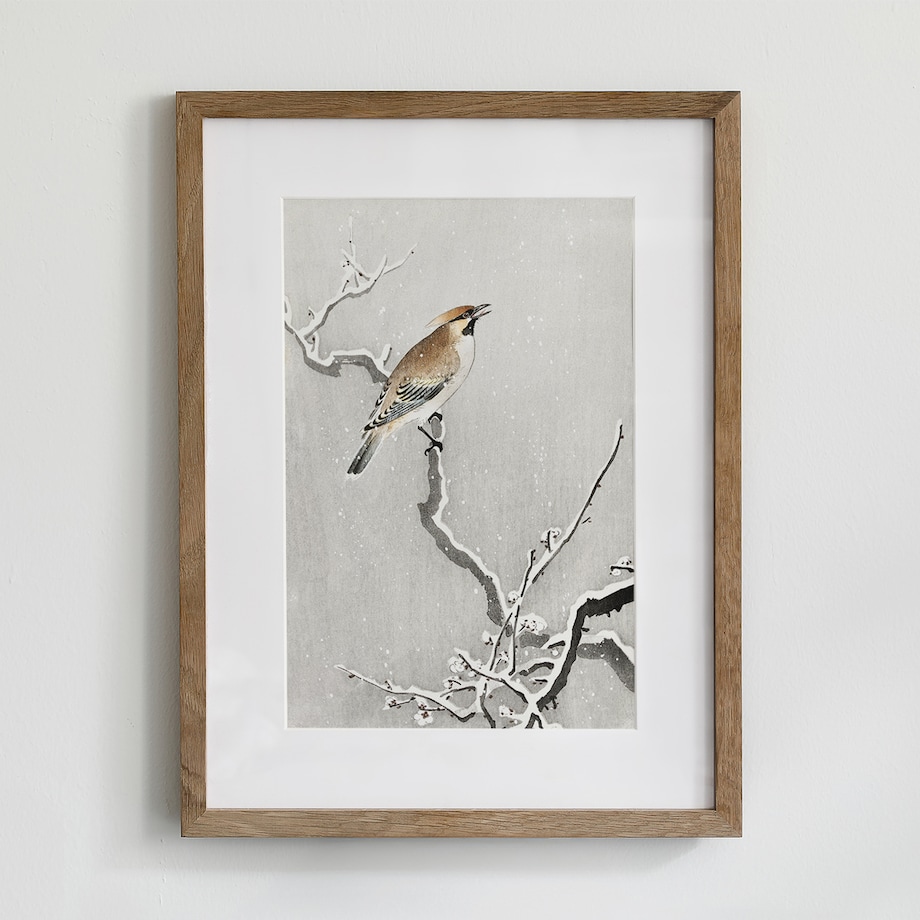 Plakat Jemiołuszka Na Śnieżnej Gałęzi 21x30cm