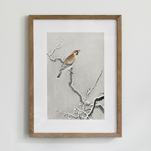 Plakat Jemiołuszka Na Śnieżnej Gałęzi 21x30cm