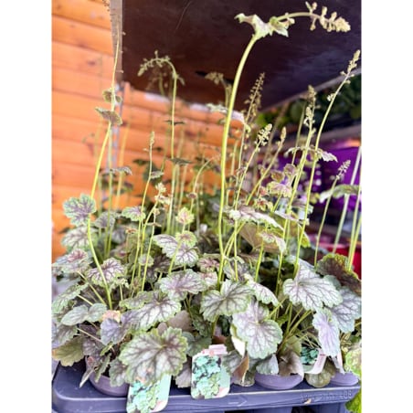 ŻURAWKA AMERYKAŃSKA | Heuchera amer. Marvelous Marble p13 h30cm