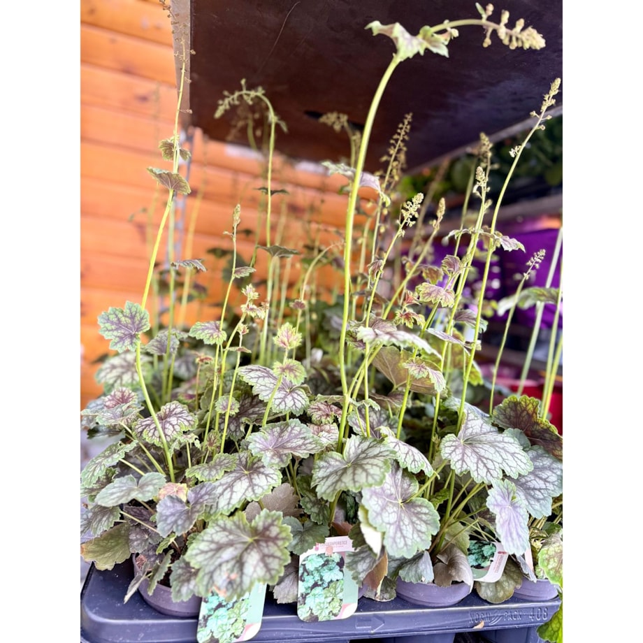 ŻURAWKA AMERYKAŃSKA | Heuchera amer. Marvelous Marble p13 h30cm