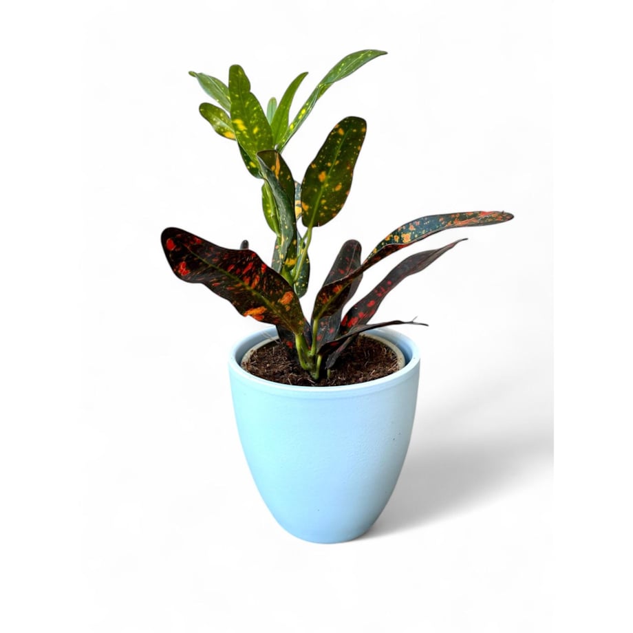 Codiaeum w ceramicznej doniczce – Ø 10 cm – wysokość 33 cm