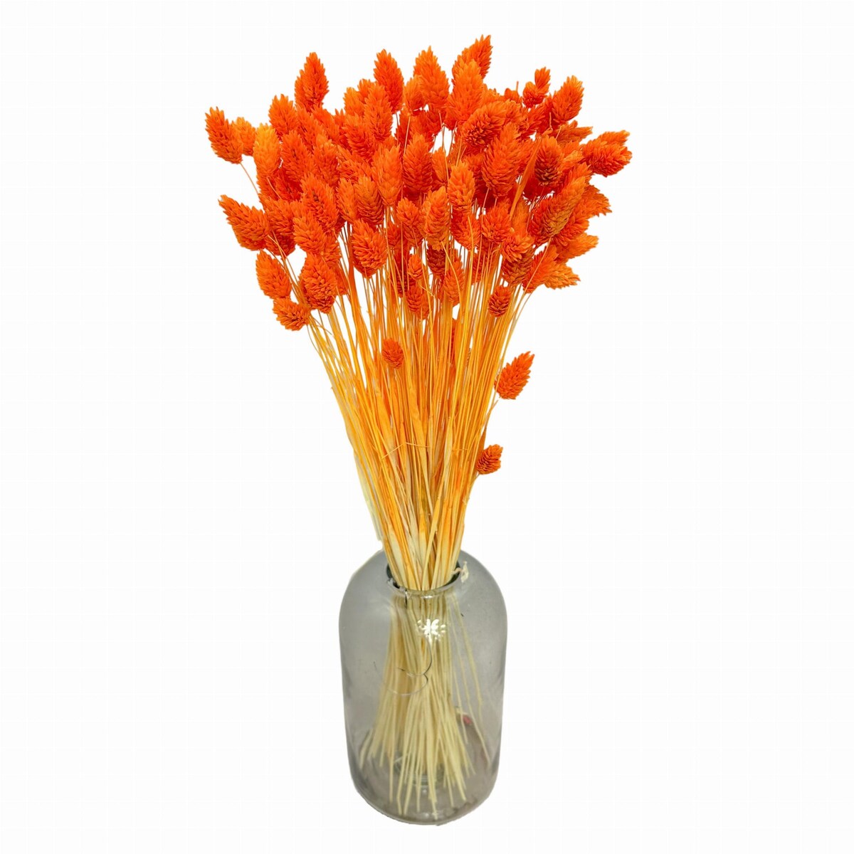 Suszony phalaris pomarańczowy - trawa ozdobna