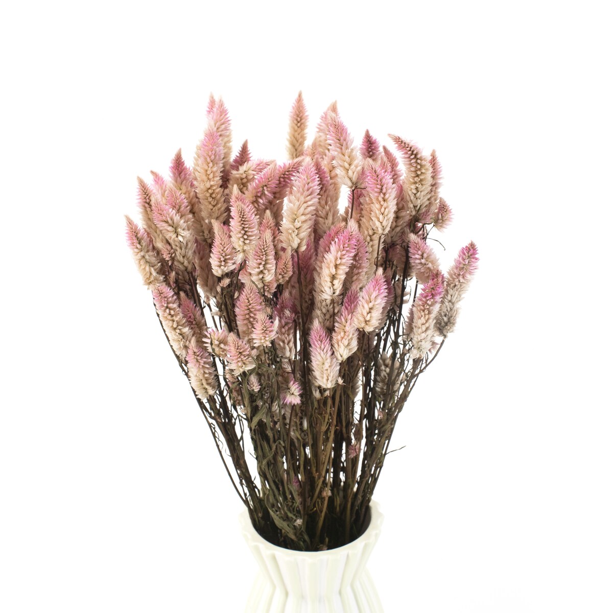 Celozja kłosowa suszona bukiet