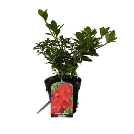 Azalia japońska-Azalea jap. Signalglühen Doniczka Ø 15 cm – Wysokość ok. 35 cm