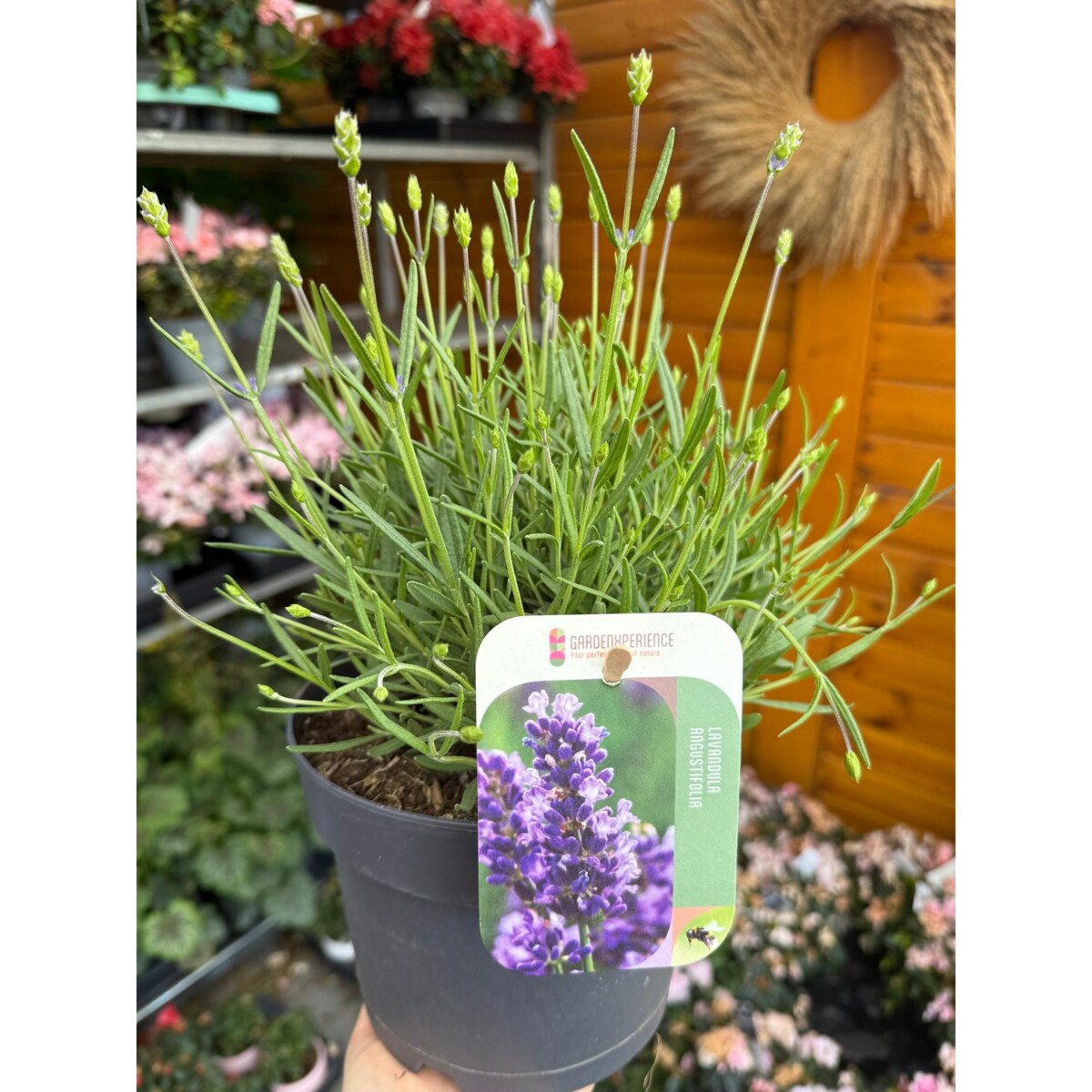 Lawenda-Lavandula  ang. Essence Purple XXL doniczka17 cm wysokość 30cm