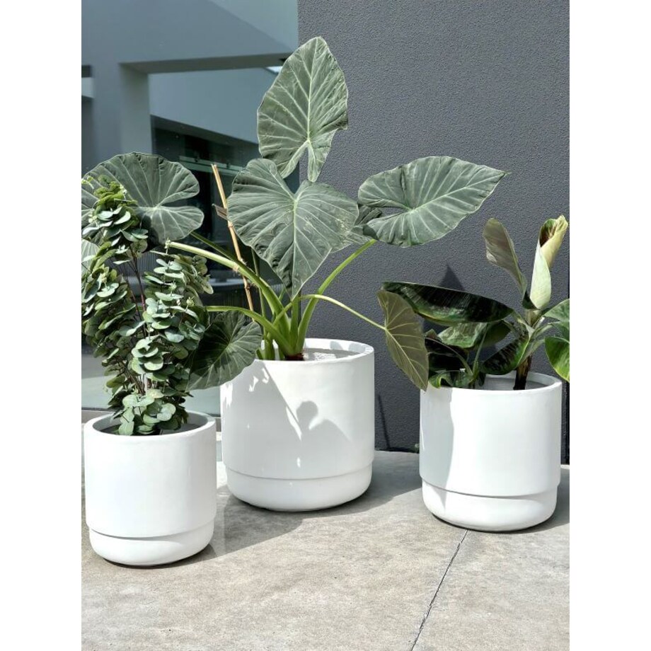 DONICZKA SANTIAGO WHITE S