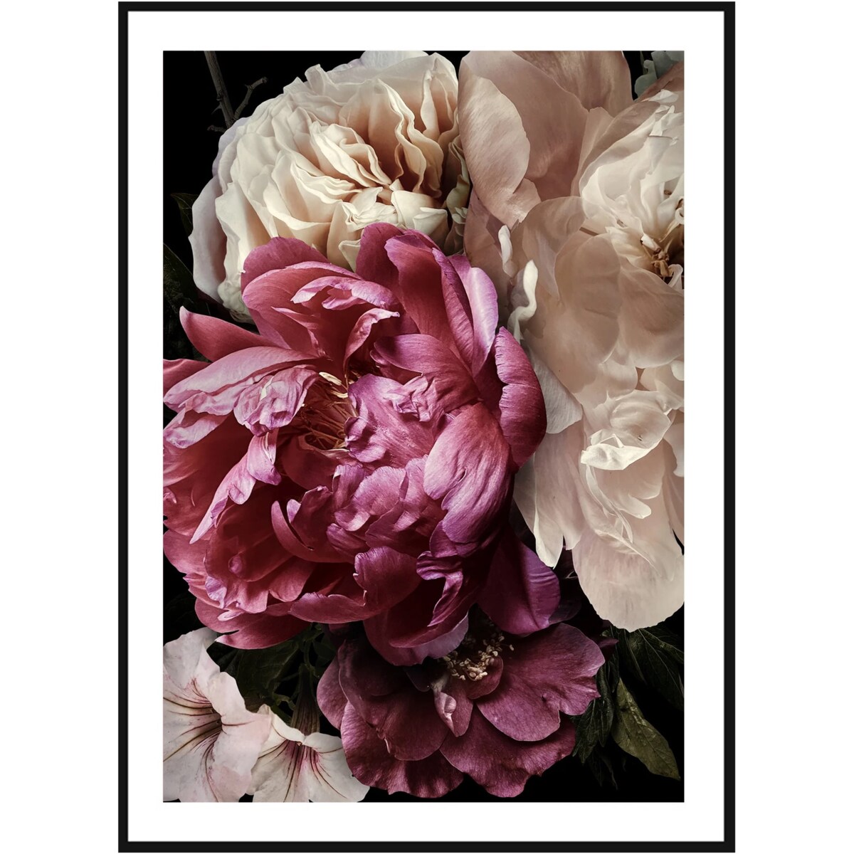 Poster Story, Plakat, Obraz - Rubinowa i Biała Piwonia No1, wymiary 21 x 30 cm