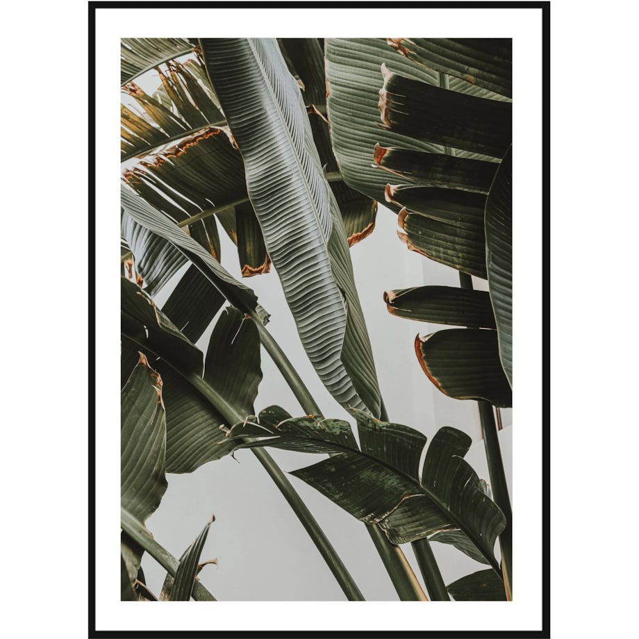 Poster Story, Plakat, Obraz - Liście Bananowca Musa No1, wymiary 50 x 70 cm