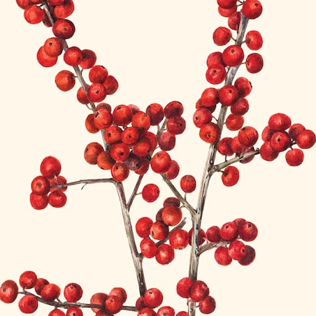 Serwetki świąteczne - Ostrokrzew (2szt.)