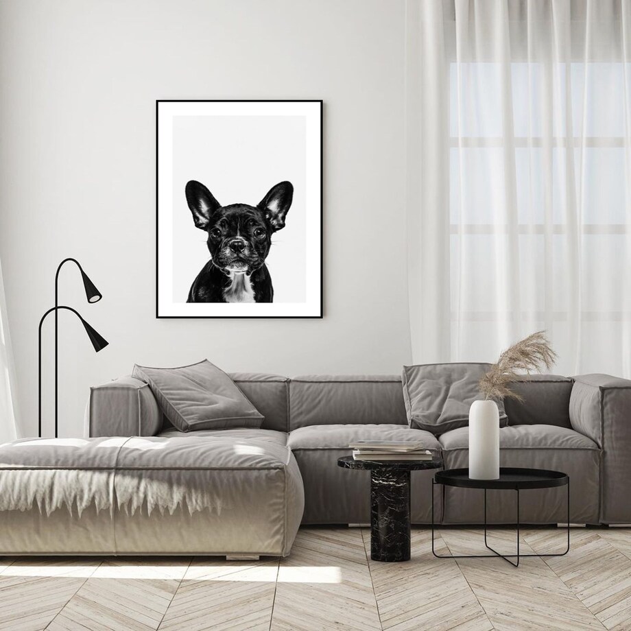 Poster Story, Plakat, Obraz - Czarny Buldog Francuski, wymiary 70 x 100 cm