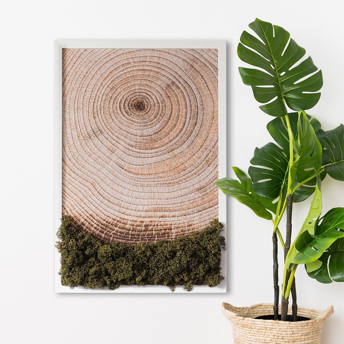 Obraz Słoje drewna - mech chrobotek w białej ramie 40x60cm