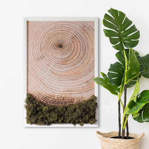 Obraz Słoje drewna - mech chrobotek w białej ramie 40x60cm