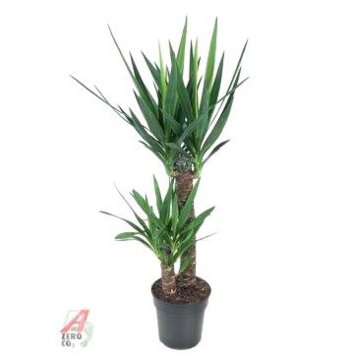 Yucca – XXL – doniczka Ø 21 cm – wysokość 100 cm