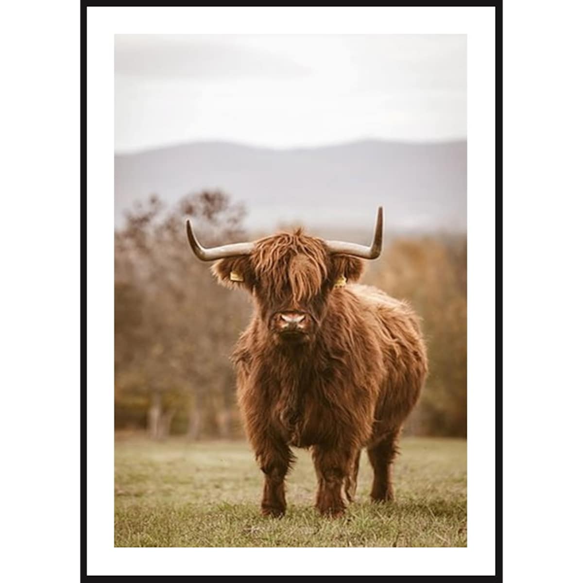 Poster Story, Plakat, Obraz - Las Świerkowy z Lotu Ptaka, wymiary 60 x 84 cm