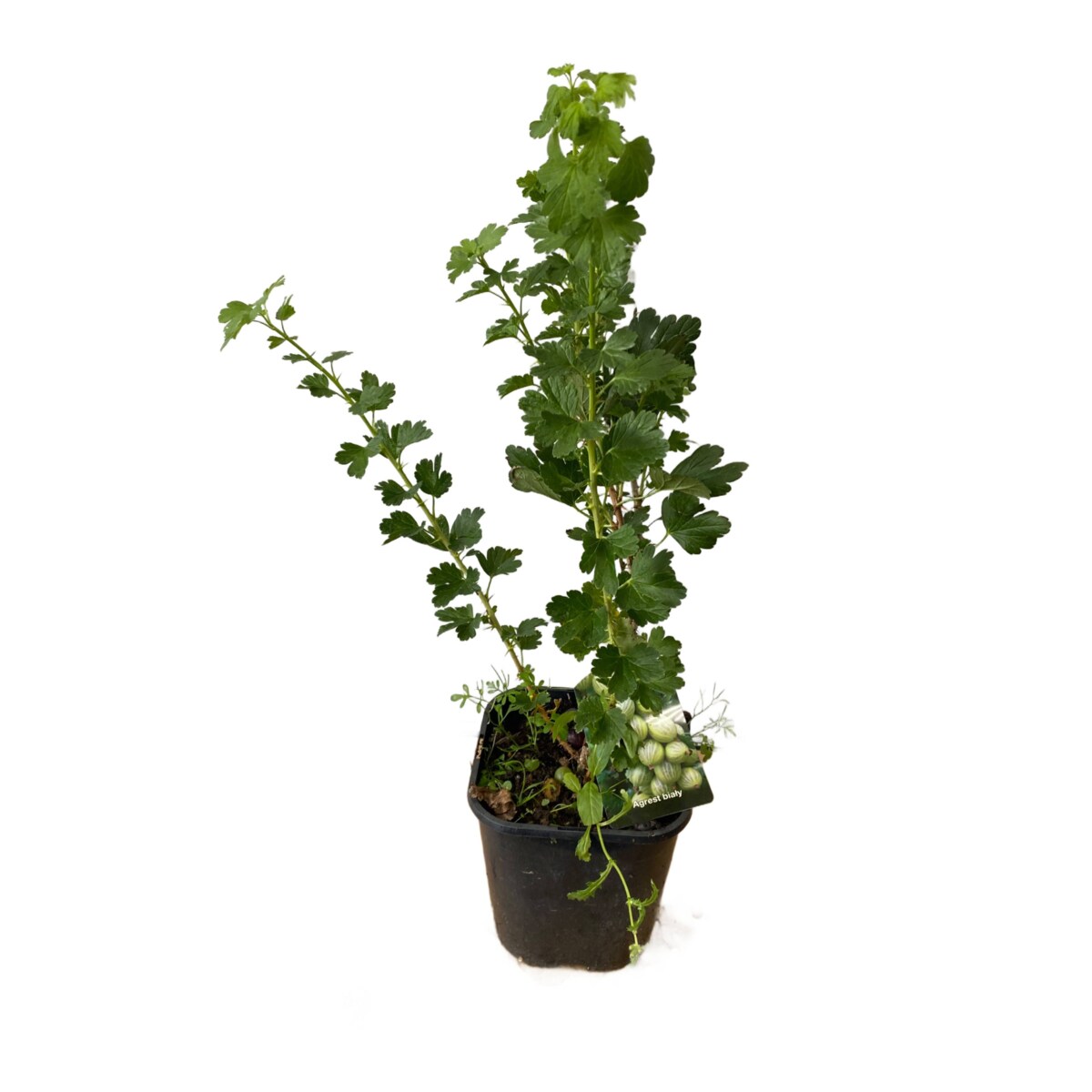 Agrest zielony-Ribes Hinnonmäki Green Doniczka Ø 19 cm – Wysokość ok. 50 cm