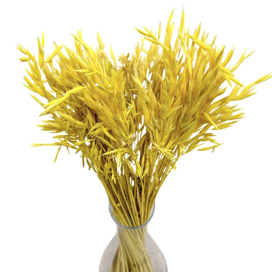 Suszony owies żółty - bukiet suszonego zboża 50szt.