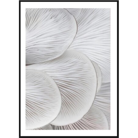 Poster Story, Plakat, Obraz - Skrzela Boczniaka No1, wymiary 30 x 42 cm