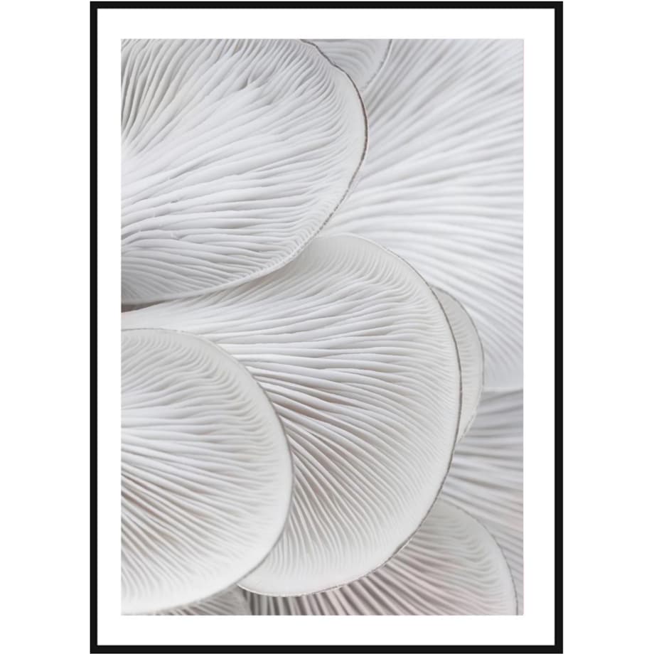 Poster Story, Plakat, Obraz - Skrzela Boczniaka No1, wymiary 30 x 42 cm