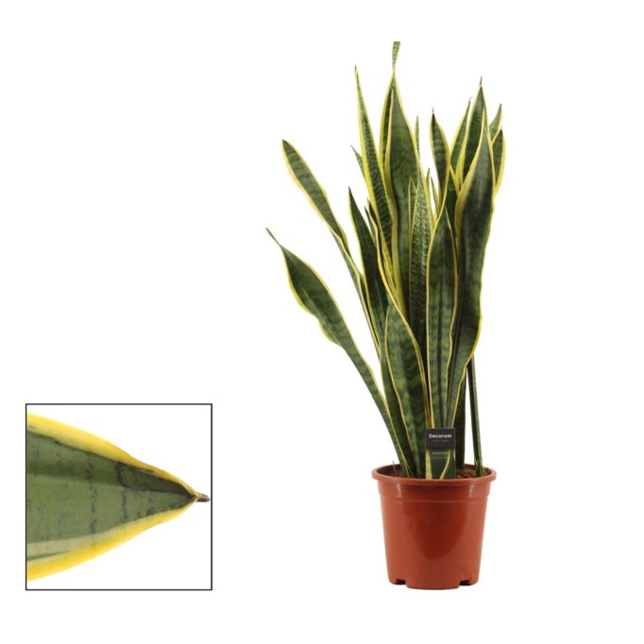 Sansevieria trifasciata Laurentii| Doniczka Ø 14 cm | Wysokość ok. 55 cm