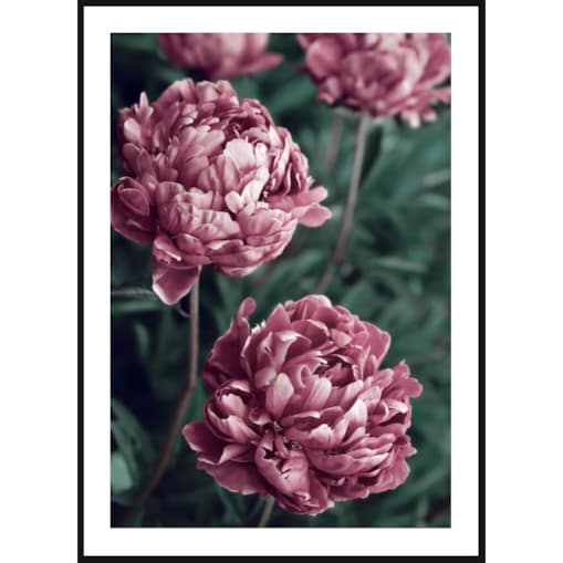 Poster Story, Plakat, Obraz - Fioletowe Piwonie, wymiary 21 x 30 cm