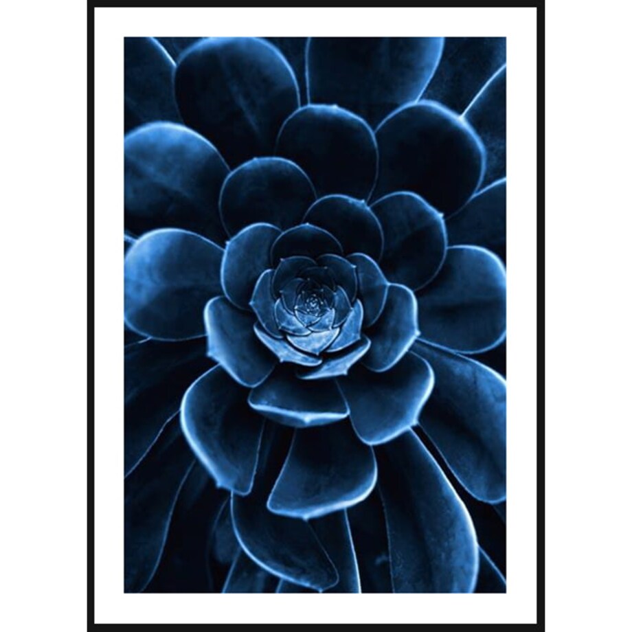 Poster Story, Plakat, Obraz - Niebieski Sukulent, wymiary 60 x 84 cm