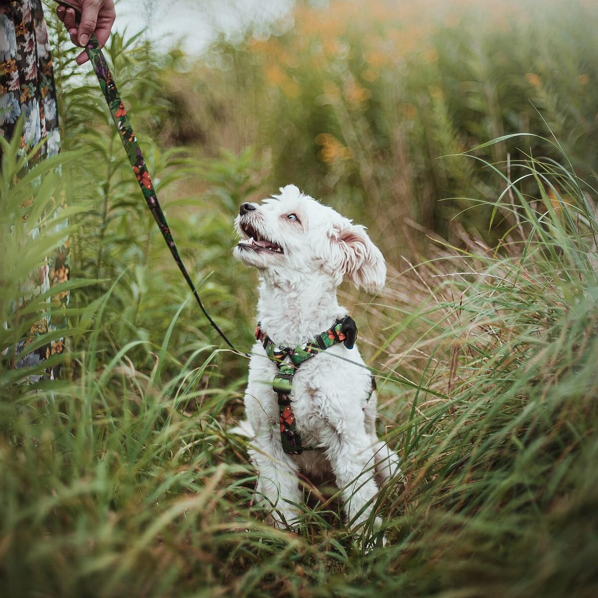 Szelki dla psa lub kota typu guard "Bug off" - Szerokość taśmy: 15mm, Rozmiar: XS