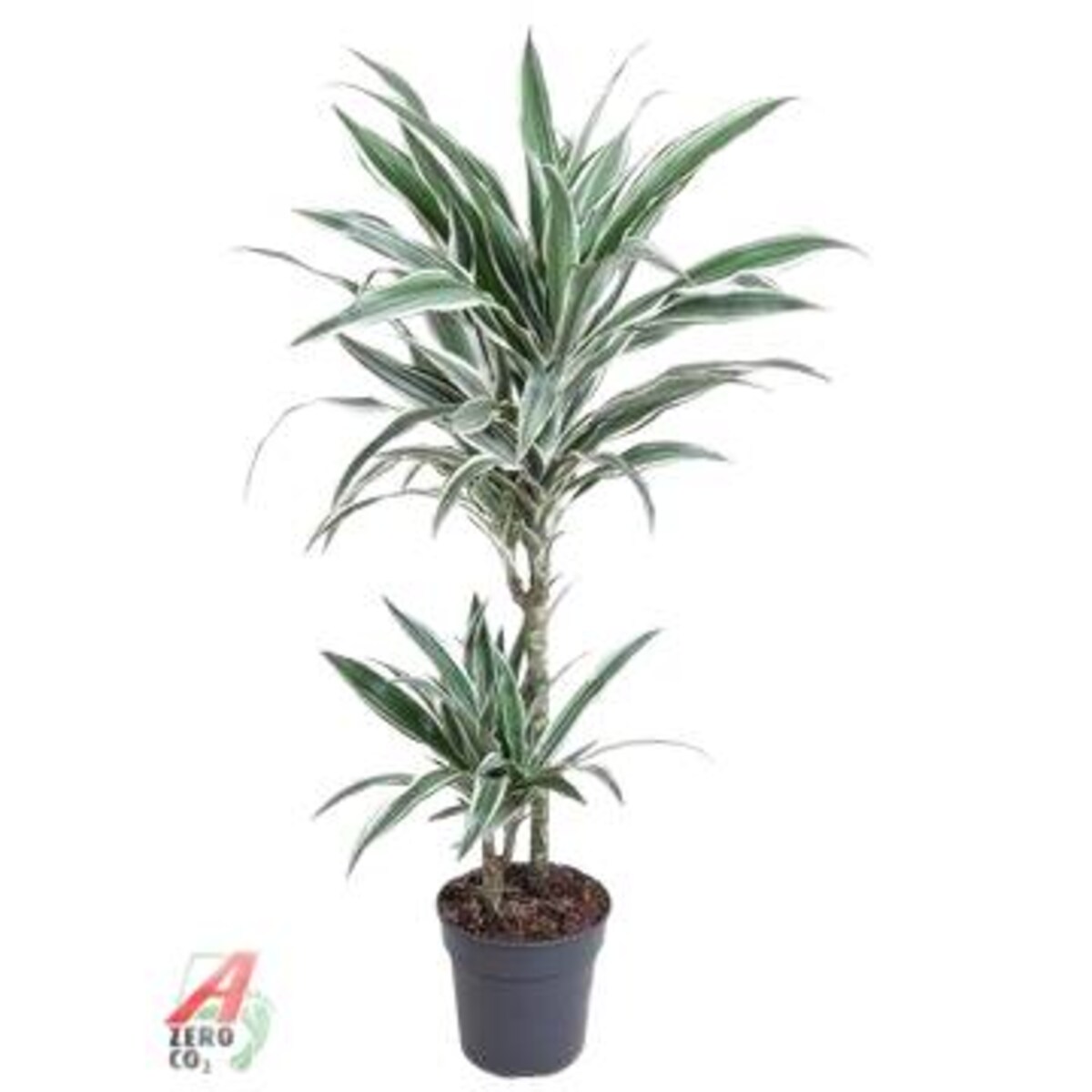 Dracaena White Stripe – doniczka Ø 19 cm – wysokość 100 cm