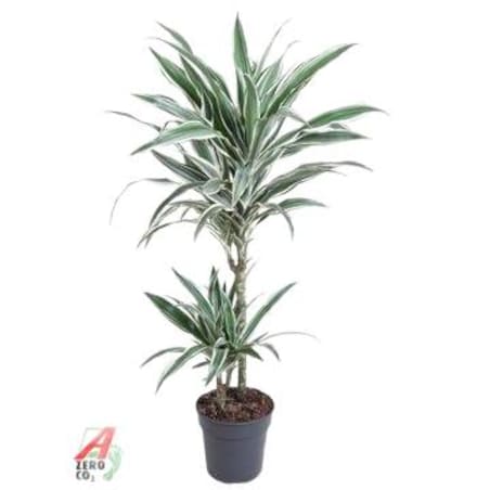 Dracaena White Stripe – doniczka Ø 19 cm – wysokość 100 cm