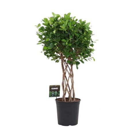 Fikus Moclame XXL – spleciony pień | Doniczka Ø 27 cm | Wysokość ok. 100 cm