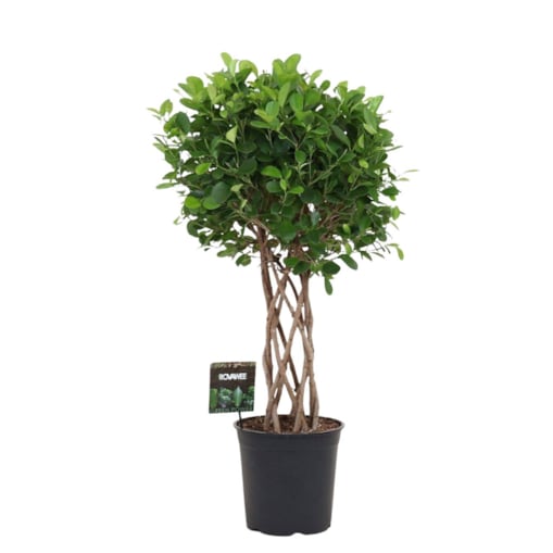 Fikus Moclame XXL – spleciony pień | Doniczka Ø 27 cm | Wysokość ok. 100 cm