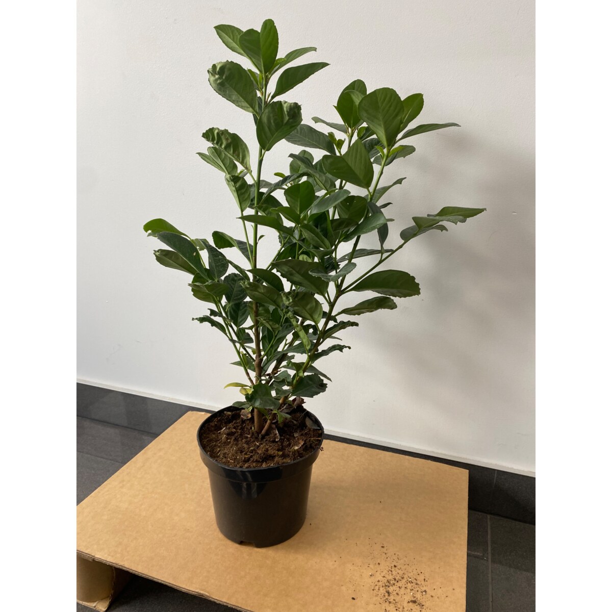 Prunus laur. Caucasica Laurowiśnia Doniczka Ø 19 cm – Wysokość ok. 80 cm