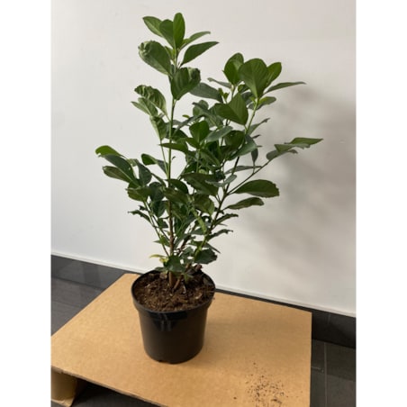 Prunus laur. Caucasica Laurowiśnia Doniczka Ø 19 cm – Wysokość ok. 80 cm