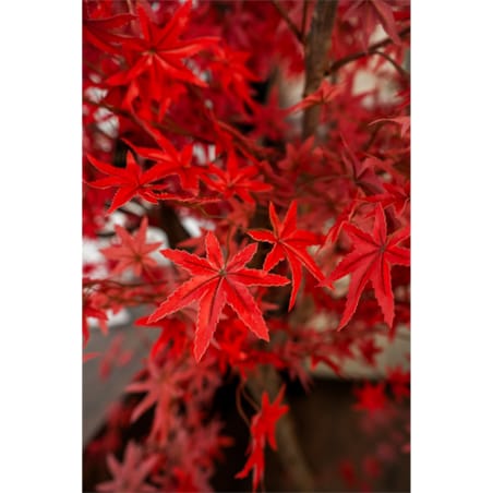 Drzewo klon palmowy z czerwonymi liśćmi na naturalnym pniu 250 cm x 250 cm