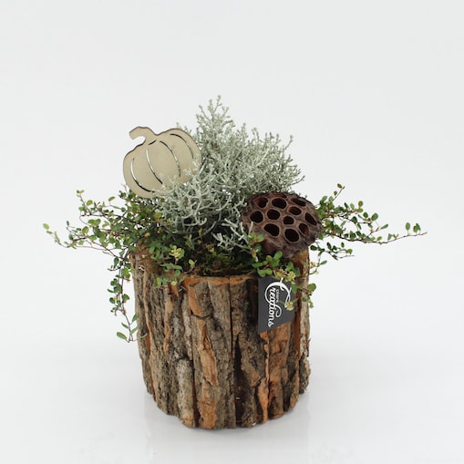 Kompozycja jesienna tarasowa | Doniczka Ø14 cm | Wysokość ok. 25cm